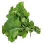 Mustard Leaf