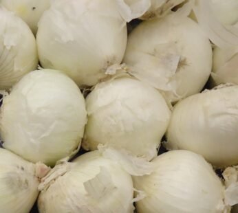 Onion White